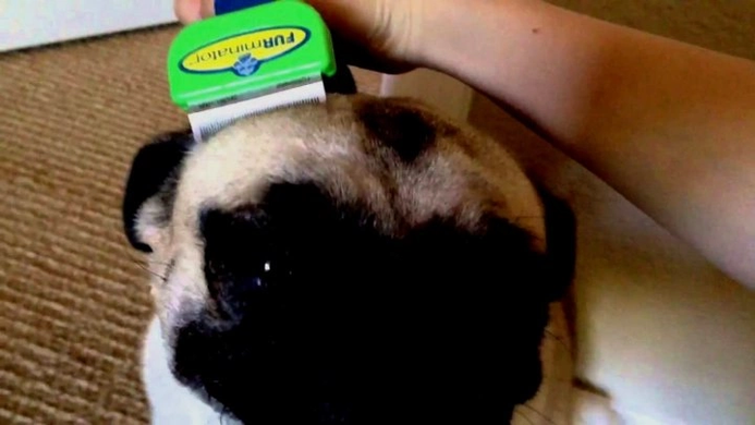 Фурминатор щетка для вычесывания маленьких собак и кошек Furminator short Hair Small Dog лезвие 4.5 см. c кнопкой