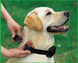 Антилай - нашийник для собак AO-881 Anti-Barking Controller, Черный